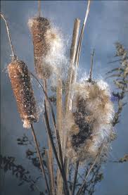 Attēlu rezultāti vaicājumam “Typha angustifolia  fruit”