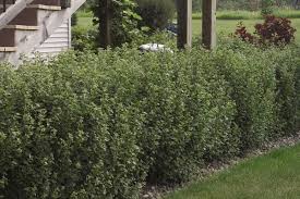 Attēlu rezultāti vaicājumam “Ribes alpinum”