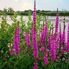 Image result for Blutweiderich