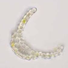 Attēlu rezultāti vaicājumam “Fossombronia foveolata spores”