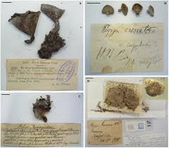 Attēlu rezultāti vaicājumam “Craterium sp.”