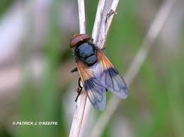 Attēlu rezultāti vaicājumam “Volucella pellucens”
