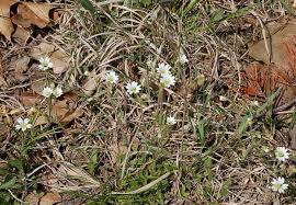 Attēlu rezultāti vaicājumam “Stellaria graminea flower”