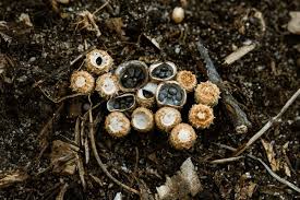 Attēlu rezultāti vaicājumam “Crucibulum laeve”