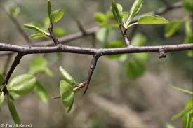 Attēlu rezultāti vaicājumam “Pyrus communis bud”