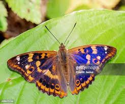 Attēlu rezultāti vaicājumam “Apatura ilia”