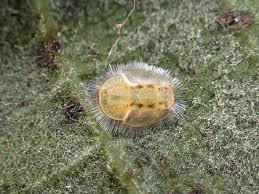 Attēlu rezultāti vaicājumam “Trioza dispar”