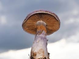 Attēlu rezultāti vaicājumam “Cortinarius traganus”
