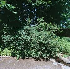 Attēlu rezultāti vaicājumam “Lonicera tatarica”