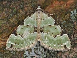 Attēlu rezultāti vaicājumam “Colostygia pectinataria”