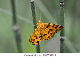 Attēlu rezultāti vaicājumam “Pseudopanthera macularia”