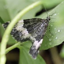 Attēlu rezultāti vaicājumam “Spargania luctuata”