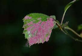 Attēlu rezultāti vaicājumam “Acalitus longisetosus”