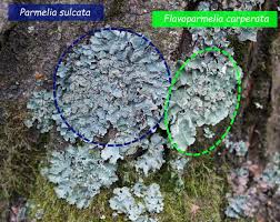 Attēlu rezultāti vaicājumam “Flavoparmelia caperata”