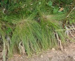 Attēlu rezultāti vaicājumam “Carex remota leaf”