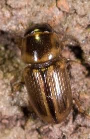 Attēlu rezultāti vaicājumam “Aphodius sp.”