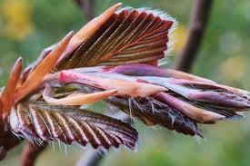 Attēlu rezultāti vaicājumam “Fagus sylvatica fo. purpurea flower”