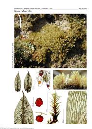 Attēlu rezultāti vaicājumam “Bryum rubens”