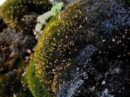 Attēlu rezultāti vaicājumam “Hymenostylium recurvirostrum macro”