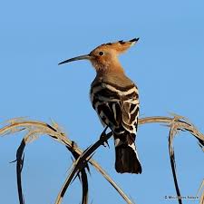 Attēlu rezultāti vaicājumam “Upupa epops”