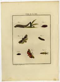 Attēlu rezultāti vaicājumam “Spiris striata”