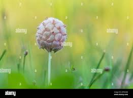 Attēlu rezultāti vaicājumam “Trifolium fragiferum fruit”