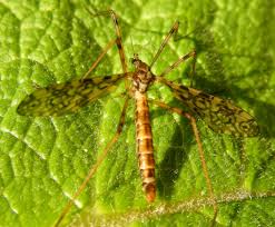 Attēlu rezultāti vaicājumam “Epiphragma ocellare”