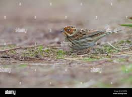 Image result for Emberiza pusilla