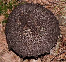 Attēlu rezultāti vaicājumam “Strobilomyces strobilaceus”