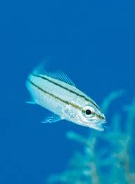 Image result for Haemulon aurolineatum