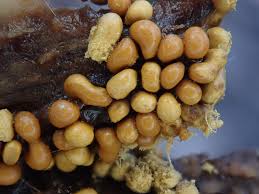 Attēlu rezultāti vaicājumam “Hemitrichia clavata stalked”