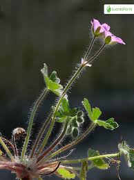 Attēlu rezultāti vaicājumam “Geranium molle leaf”