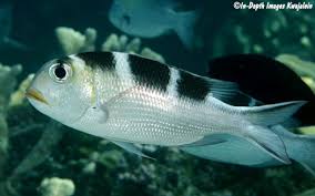 Image result for Monotaxis grandoculis