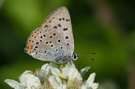 Attēlu rezultāti vaicājumam “Lycaena alciphron male”