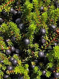 Attēlu rezultāti vaicājumam “Empetraceae”