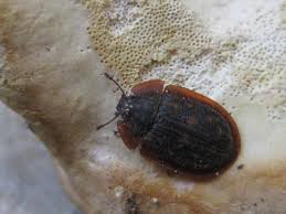 Attēlu rezultāti vaicājumam “Peltis grossa”