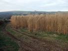 Elephant Grass in Pembrokeshire. This appeared to be a cashcrop or - via Daymix
