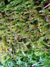 Attēlu rezultāti vaicājumam “Odontoschisma denudatum cells”