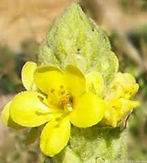 Attēlu rezultāti vaicājumam “Verbascum thapsus flower”