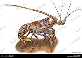 Image result for Palinurus elephas