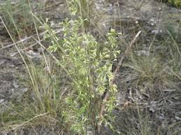 Attēlu rezultāti vaicājumam “Silene borysthenica bud”