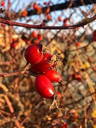 Image result for Rosa canina