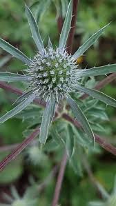 Attēlu rezultāti vaicājumam “Eryngium planum”