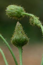 Attēlu rezultāti vaicājumam “Sonchus arvensis subsp. uliginosus fruit”