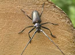 Attēlu rezultāti vaicājumam “Monochamus sutor”