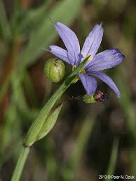 Attēlu rezultāti vaicājumam “Sisyrinchium montanum fruit”