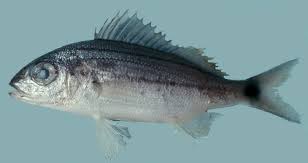 Image result for Haemulon sciurus