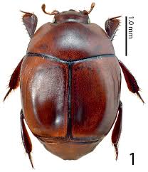 Attēlu rezultāti vaicājumam “Histeridae”