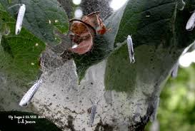 Attēlu rezultāti vaicājumam “Yponomeuta evonymella imago”