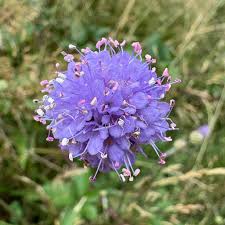 Attēlu rezultāti vaicājumam “Succisa pratensis leaf”